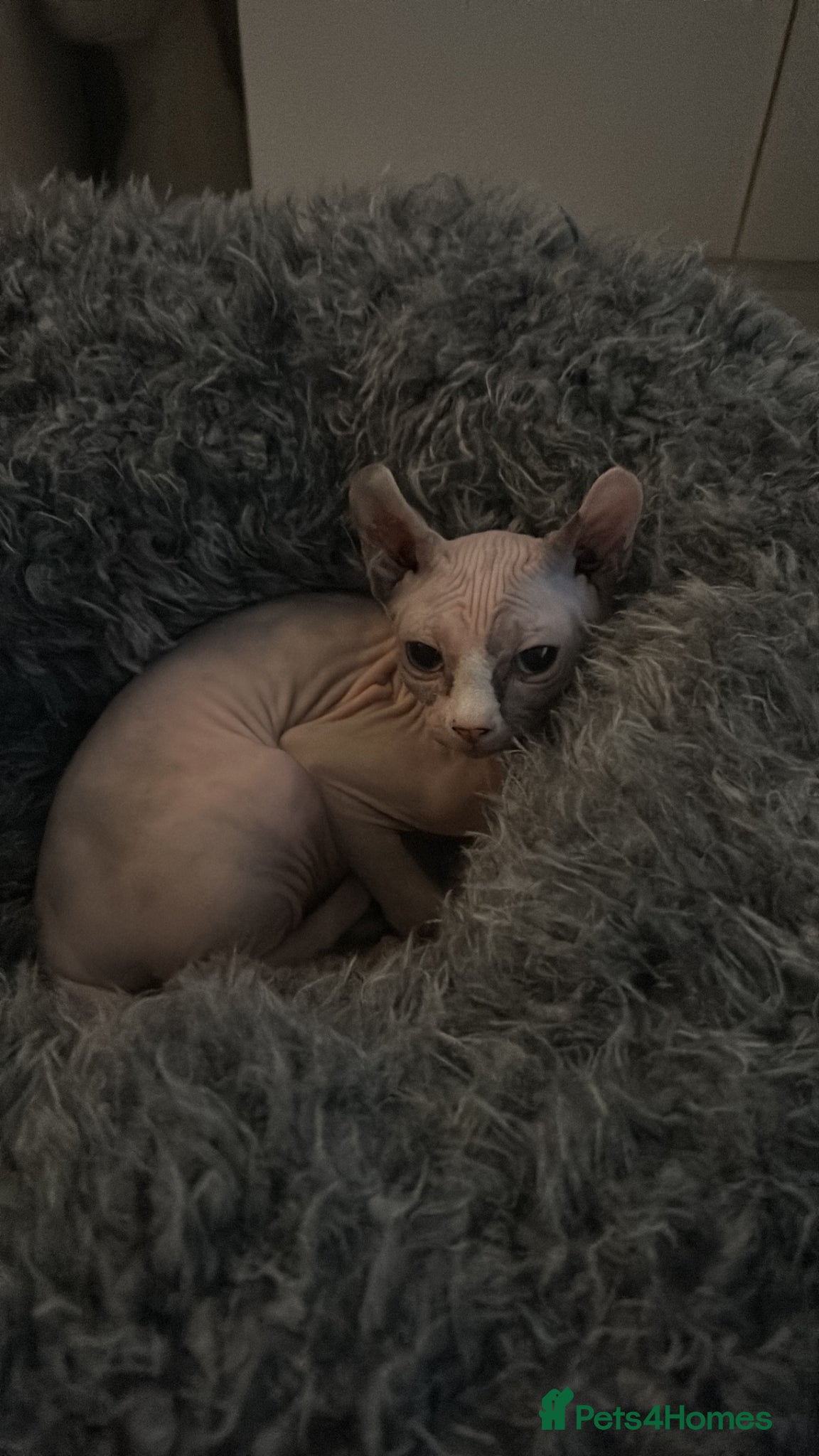 Sphynx cats Female Sphynx kitten - Advert 1