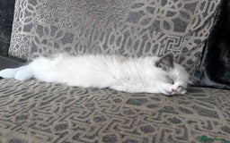 Ragdoll cats for sale: Ragoll Kitten - Image 5