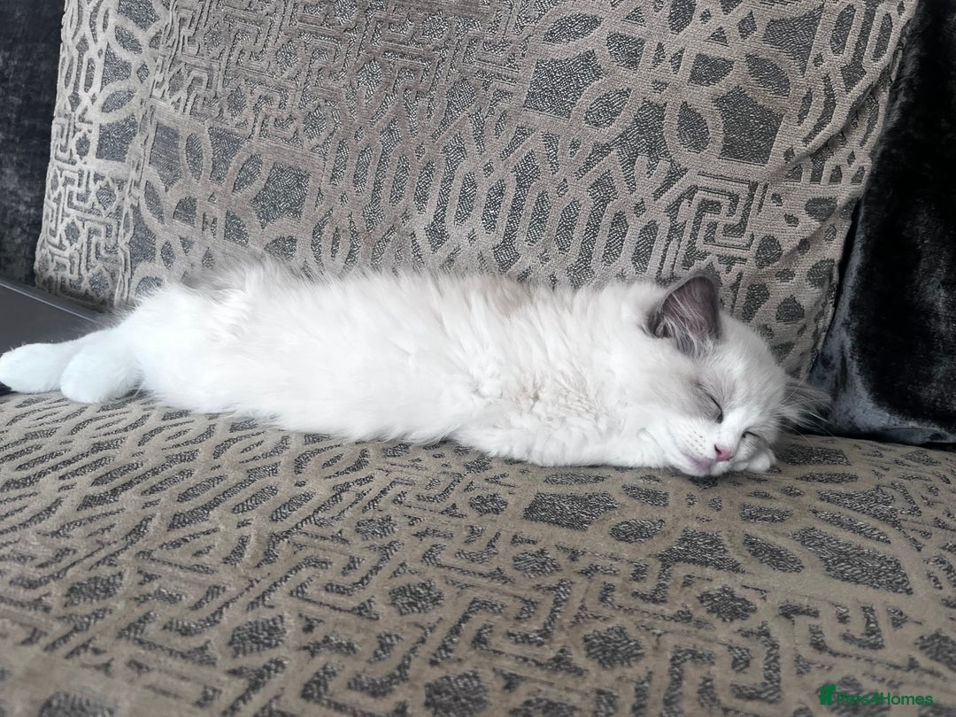 Ragdoll cats for sale: Ragoll Kitten - Image 5