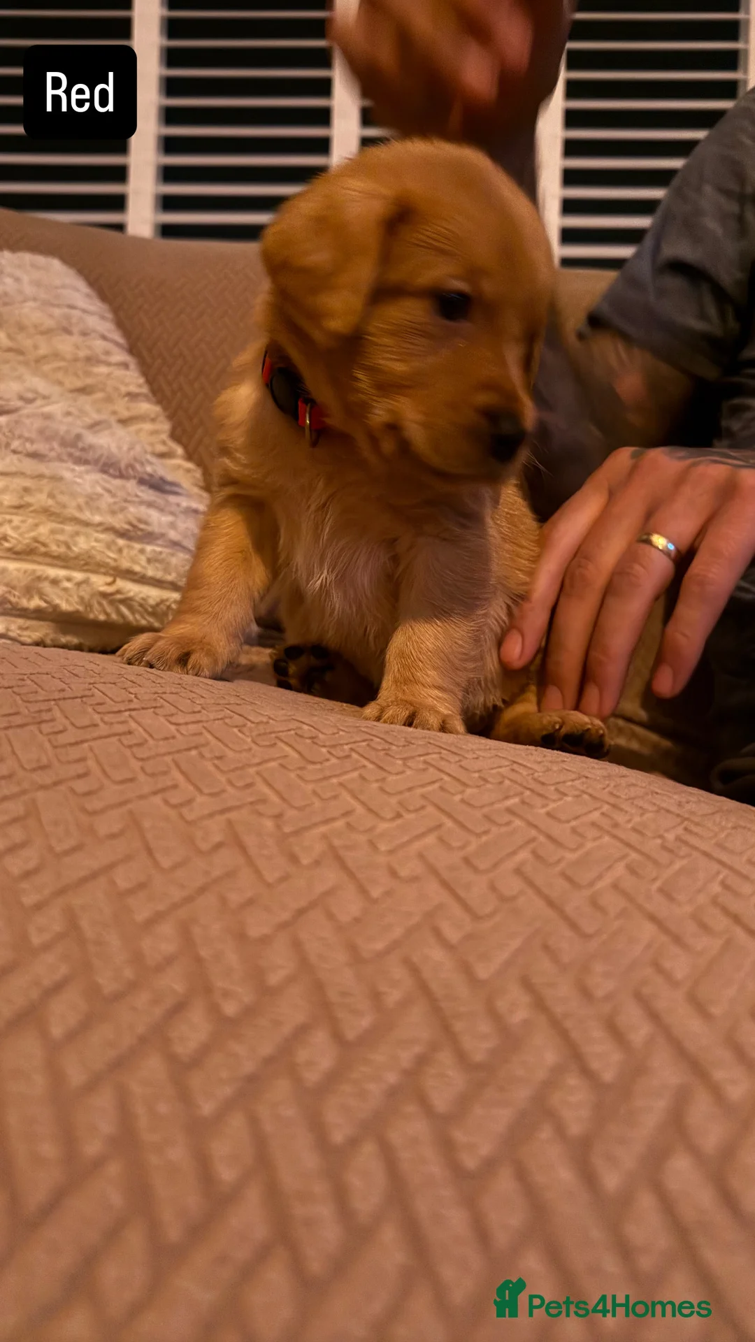 Goldador dogs for sale: Goldador Puppies  - Advert 9