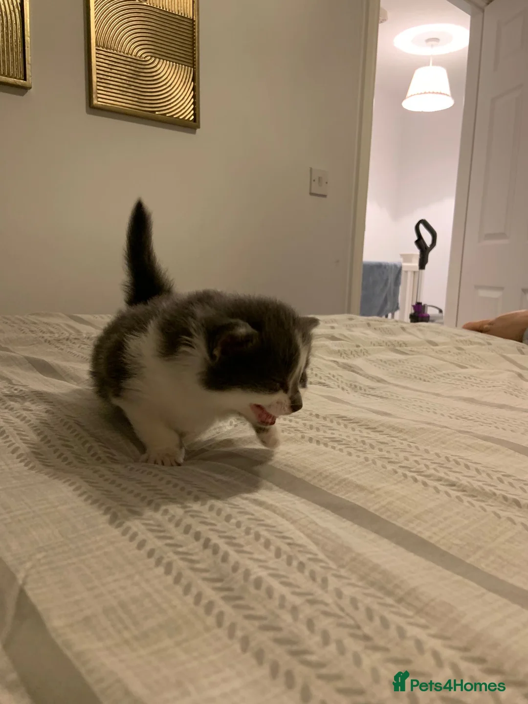 Mixed Breed cats for sale: Beautiful Playful Kittens Ready for Loving Homes - Advert 20