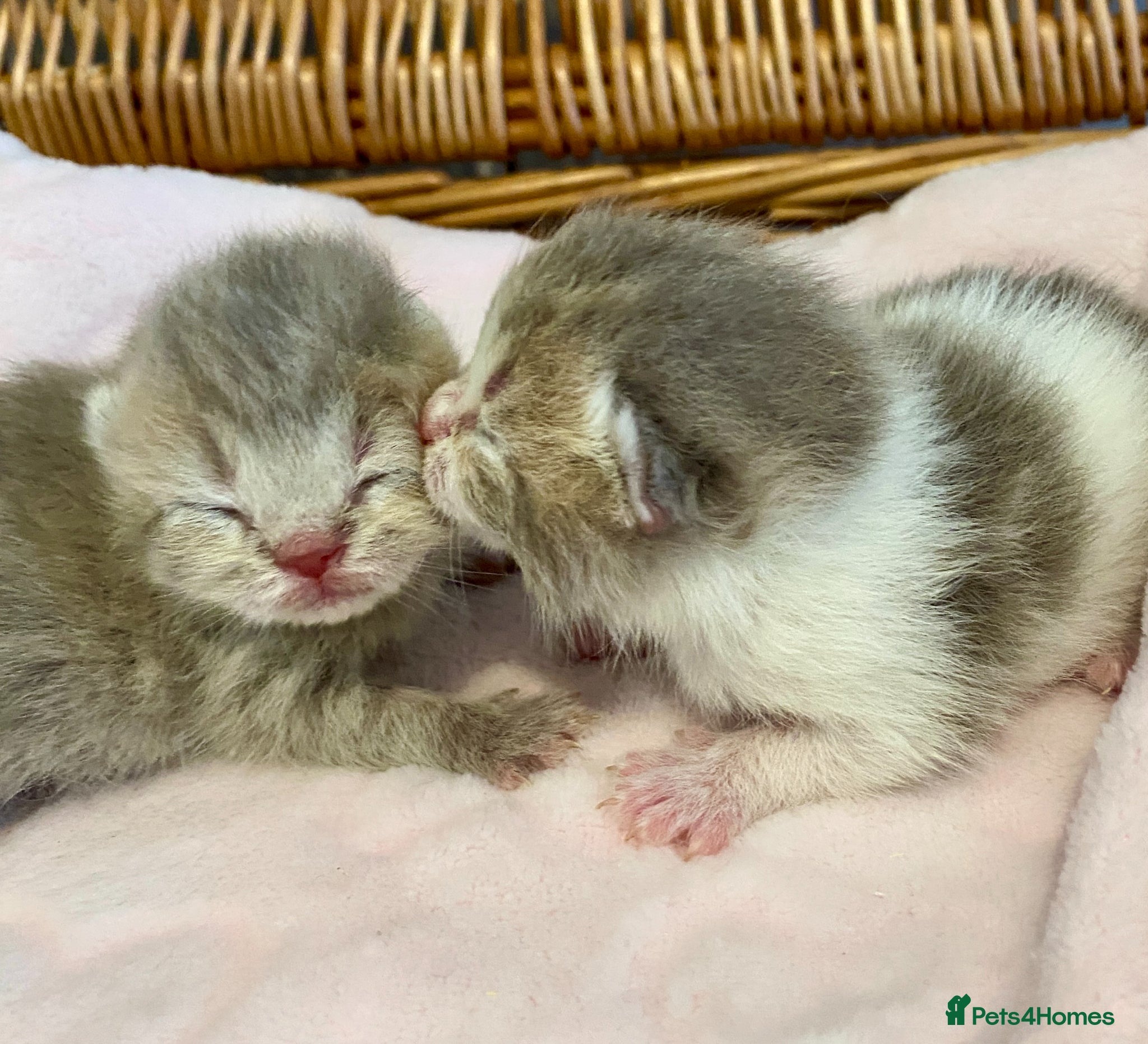 Scottish Fold cats 🧸😻CHAMPION LINE TICA REG SCOTTISH/BSH😻🧸 - Advert 11