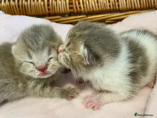 Scottish Fold cats 🧸😻CHAMPION LINE TICA REG SCOTTISH/BSH😻🧸 - Advert 11