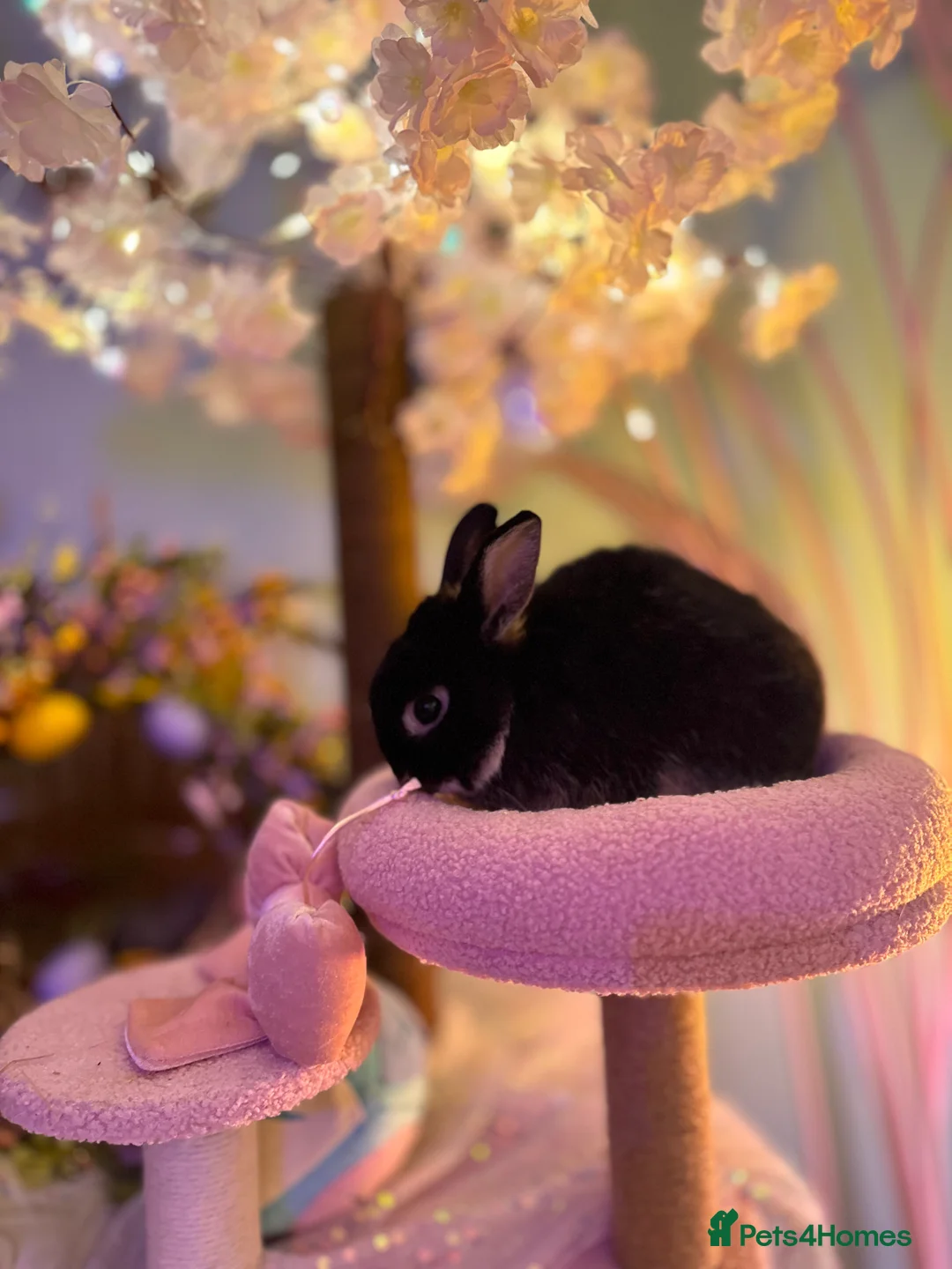 Netherland Dwarf rabbits for sale: Young Netherland dwarf Urgent need of rehoming  - Advert 11