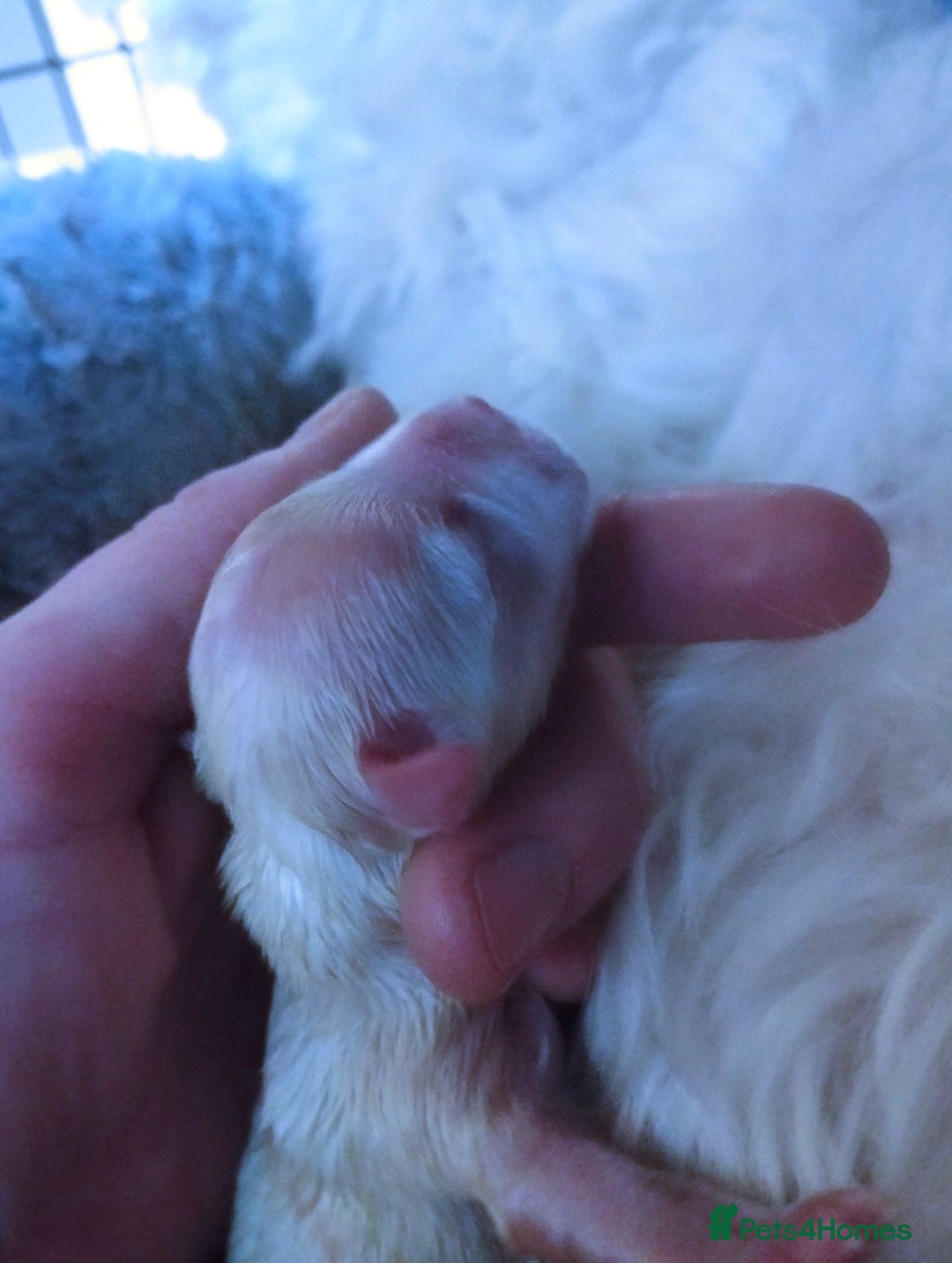 Maltese dogs for sale: Beautiful Maltese Puppies Hypoallergenic  - Advert 9