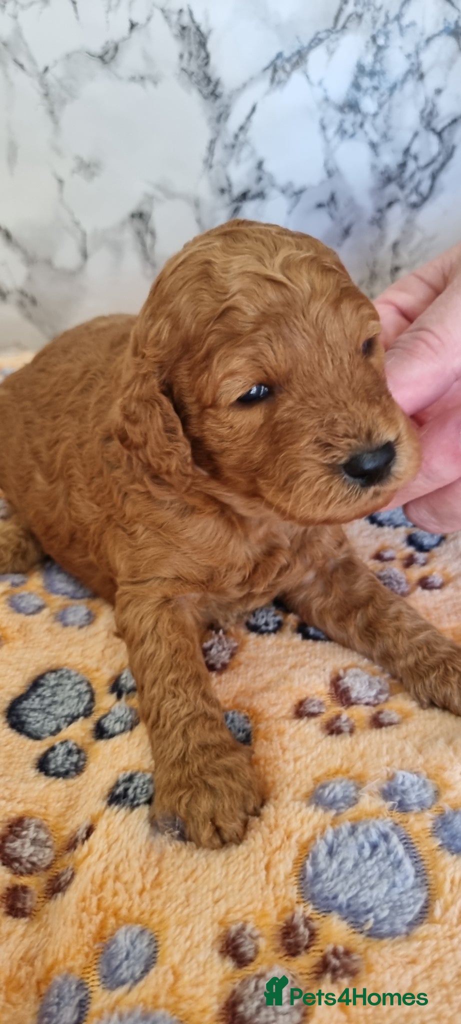 Toy Poodle dogs Fox red Toy poodle  - Advert 10