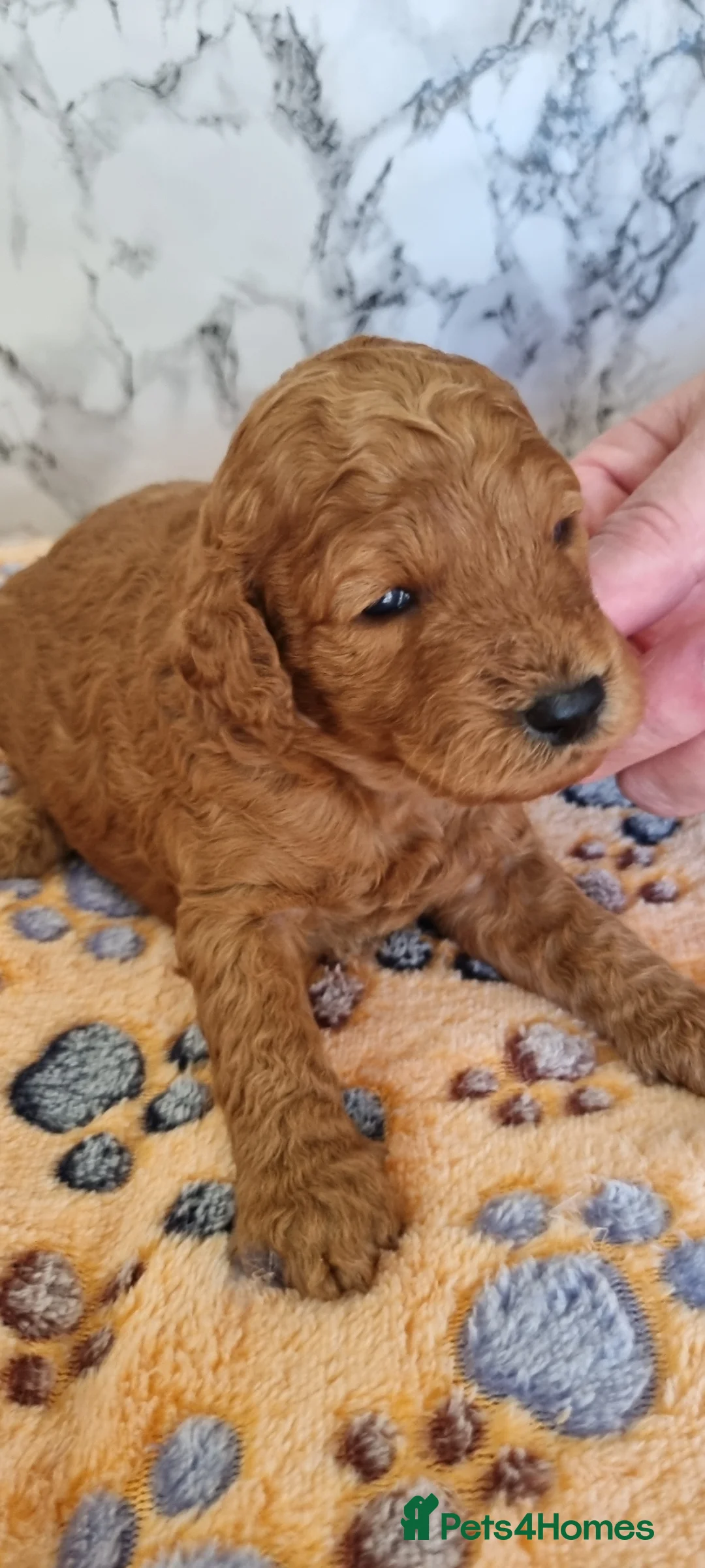 Toy Poodle dogs for sale: Fox red Toy poodle  - Advert 1