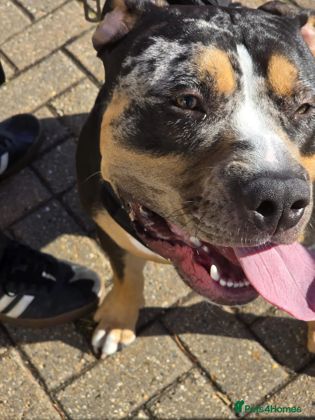 Mixed Breed dogs for sale: Please help apollo fully crate trained and nutered - Advert 2