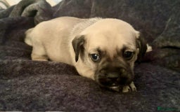 Mixed Breed dogs for sale: Beautiful Frenchie cross dachshund puppies   - Image 10
