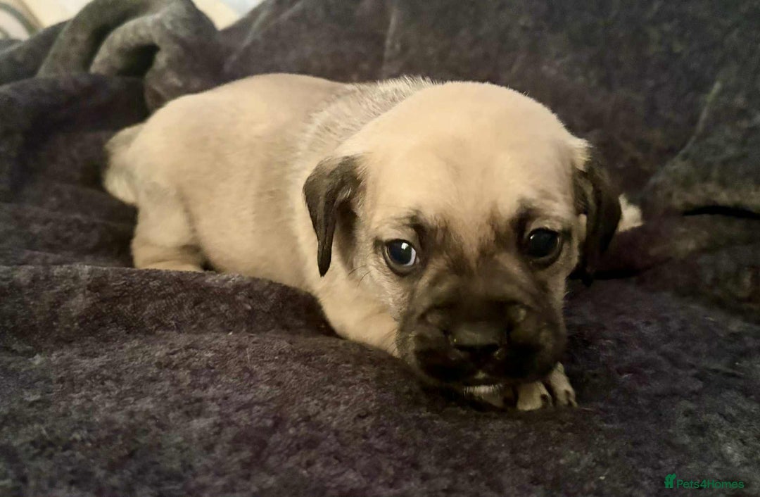 Mixed Breed dogs for sale: Beautiful Frenchie cross dachshund puppies   - Image 10