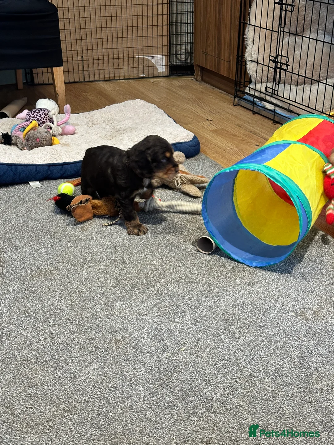 Cocker Spaniel dogs for sale: 2 Handsome Choc+tan and Gold boys - Advert 14