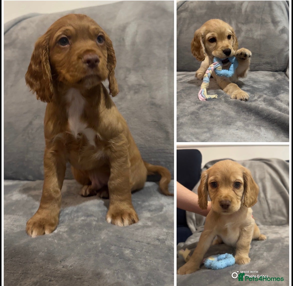 Cocker Spaniel dogs  Ready now !KC Working Cocker Spaniels  - Advert 10