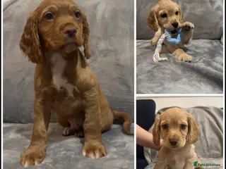 Cocker Spaniel dogs Ready now !KC Working Cocker Spaniels - Advert 10