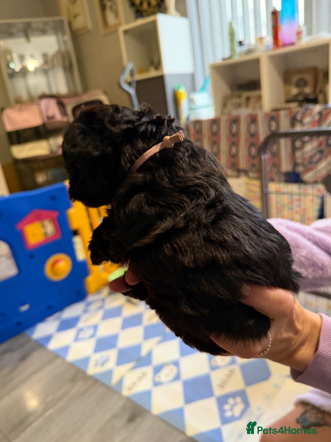 Yorkiepoo dogs for sale: Yorkiepoo puppies for sale. - Image 5