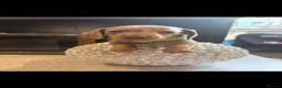 Miniature Dachshund dogs for sale: John s  - Advert 5