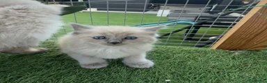 Ragdoll blue mink male