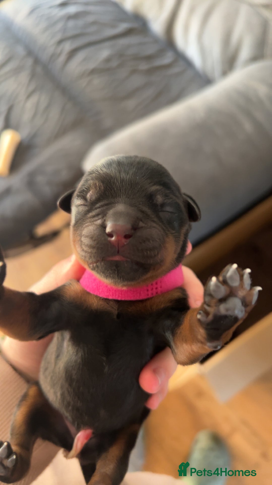 Rottweiler dogs for stud: Proven Rottweiler for stud! in Bury Saint Edmunds - Image 7