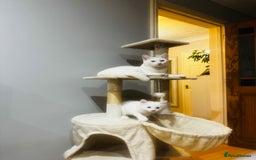 Turkish Angora cats for sale: Kitten Turkish angora  - Image 4