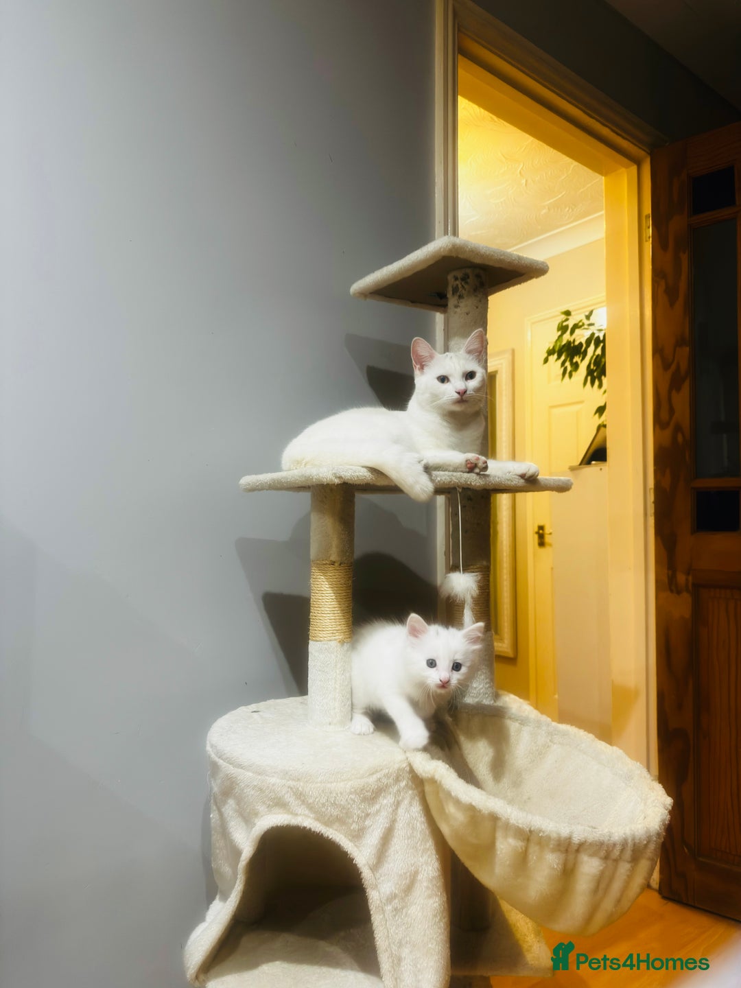 Turkish Angora cats for sale: Kitten Turkish angora  - Image 4