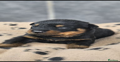 Rottweiler dogs - Advert 9