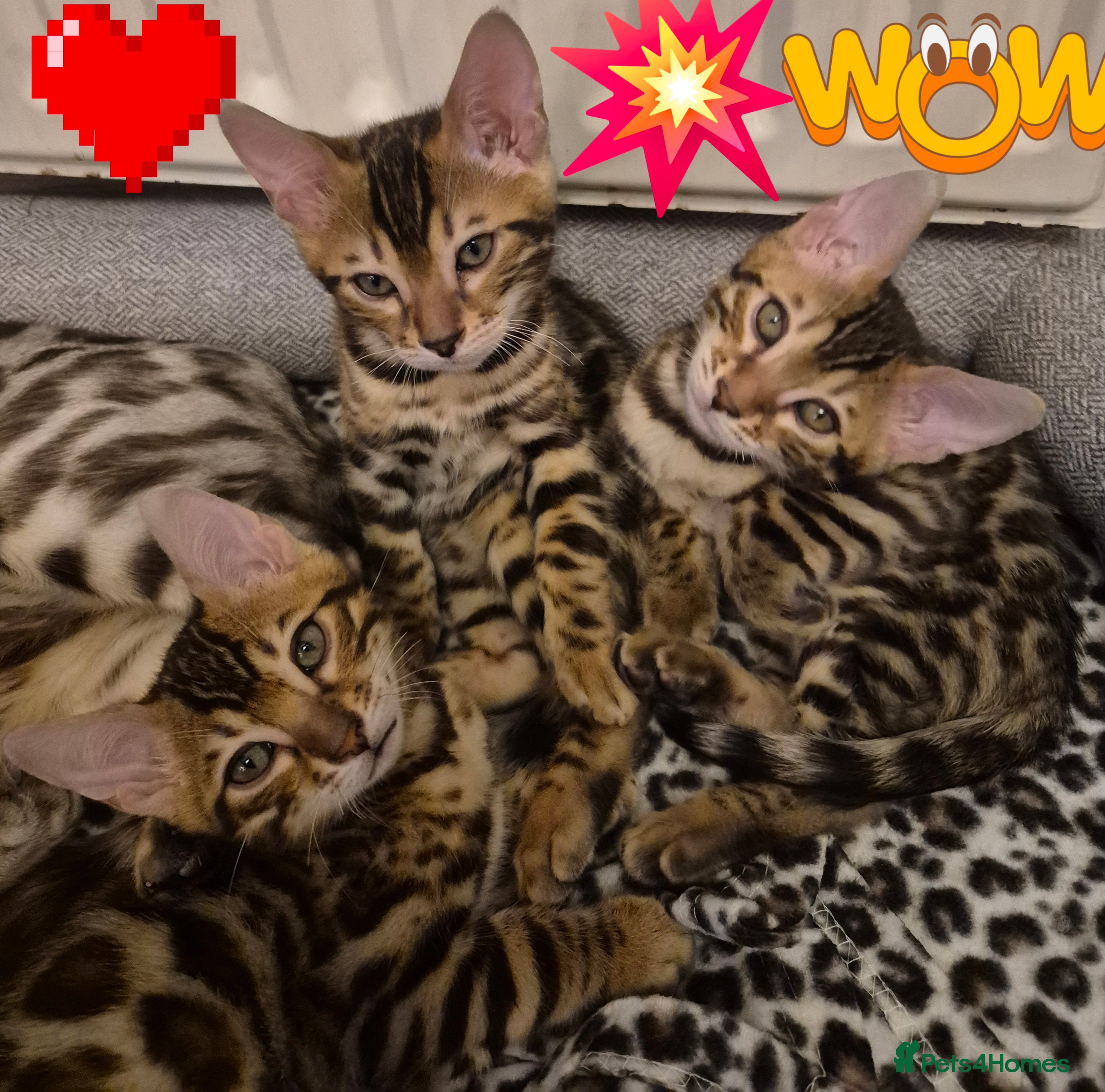 Bengal cats Bengal Kittens-Reservations Now Open  - Advert 1