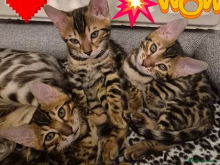 Bengal cats Bengal Kittens-Reservations Now Open - Advert 2