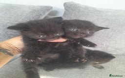 Mixed Breed cats for sale: 3 Black male kittens - Image 2