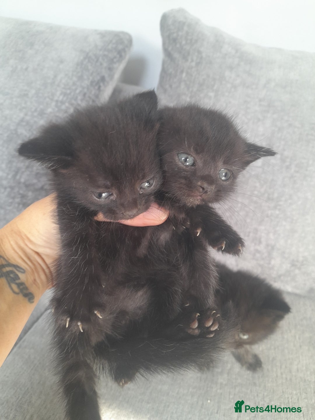 Mixed Breed cats for sale: 3 Black male kittens - Image 2