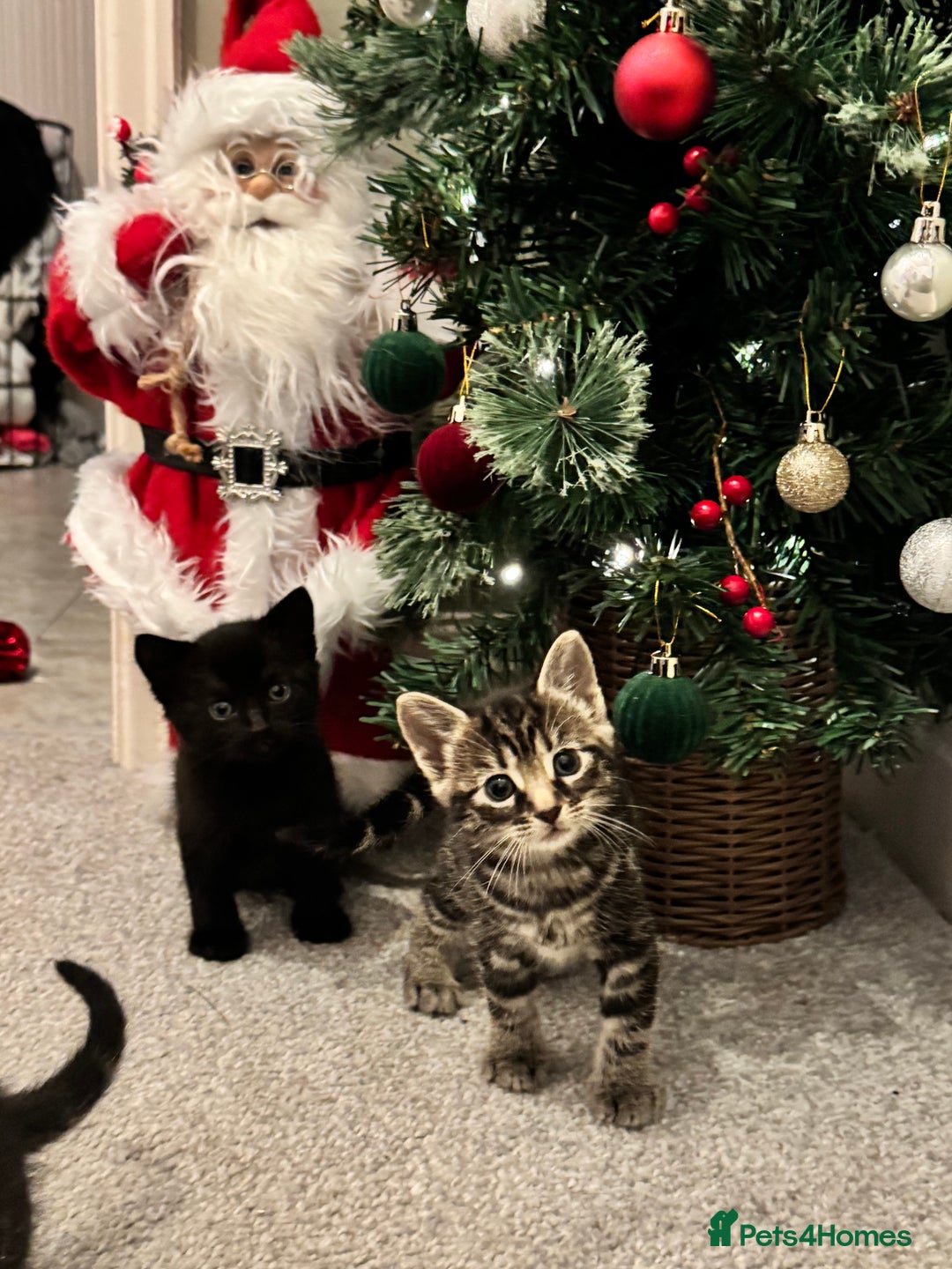 Mixed Breed cats for sale: Gorgeous Kittens ready to go in 2 weeks - Advert 16