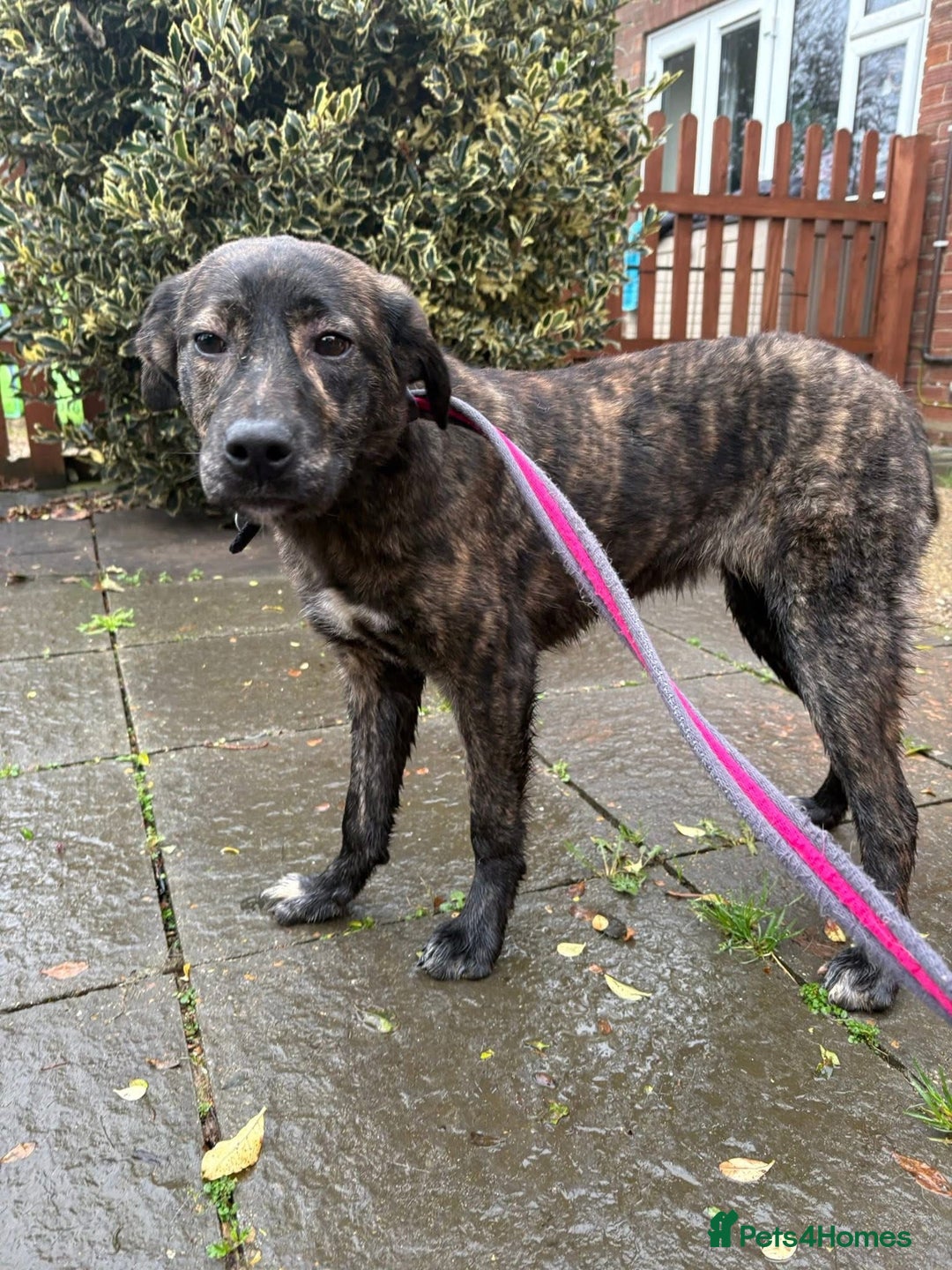Mixed Breed dogs for adoption: Aurora - Stowmarket Suffolk  - Advert 4