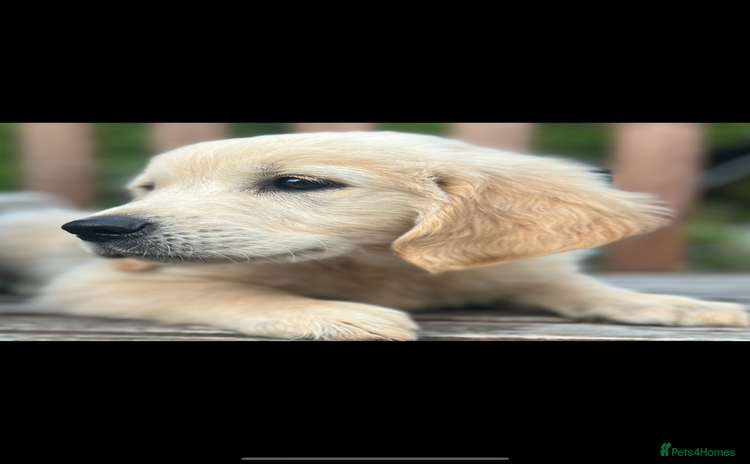 Golden Retriever dogs - Advert 16
