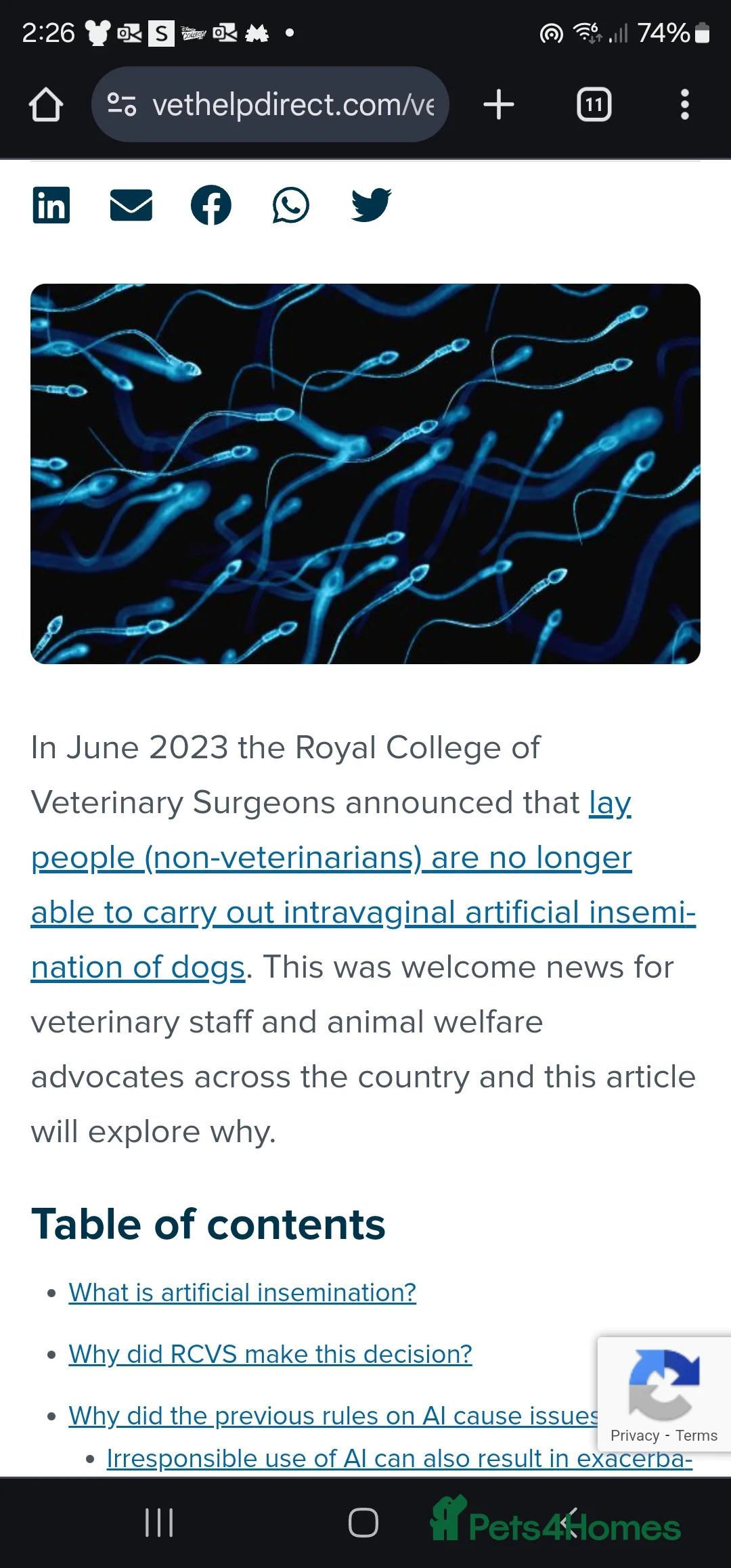 Dalmatian dogs for stud: Kc Baer tested stud sperm tested for quality  in Bedford - Advert 16