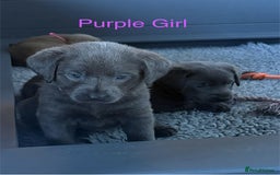 Labrador Retriever dogs for sale: Gorgeous KC Silver & Charcoal Labs - Image 26