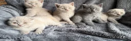 British Shorthair cats for sale: Ready to leave stunning kittens  - Advert 11