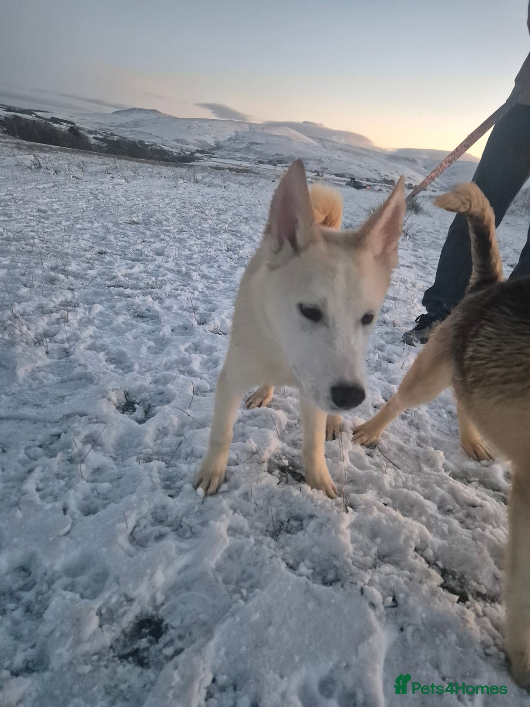 Siberian Husky dogs for sale: Beautiful Husky Looking for Their Forever Homes - Advert 1