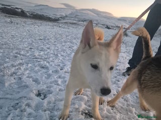 Siberian Husky dogs Beautiful Husky Looking for Their Forever Homes - Advert 1