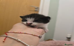 Mixed Breed cats for sale: 1 last final boy looking for his forever home - Image 4