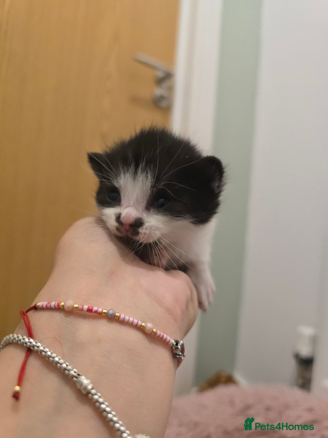 Mixed Breed cats for sale: 1 last final boy looking for his forever home - Image 4