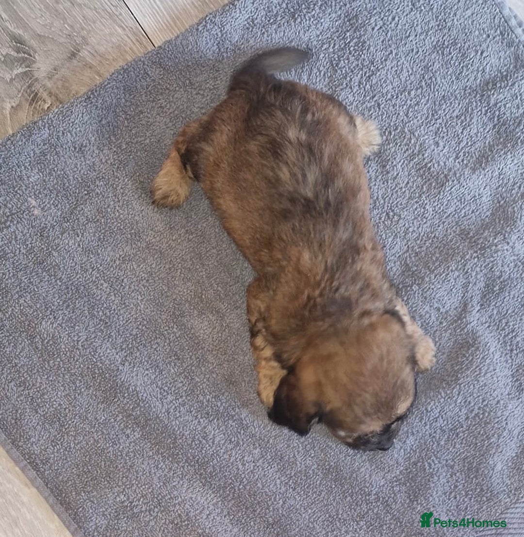 Mixed Breed dogs for sale: 6 Beautiful Daxichons - Advert 12