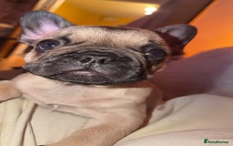 French Bulldog dogs for sale: French bulldog puppy’s  - Image 9