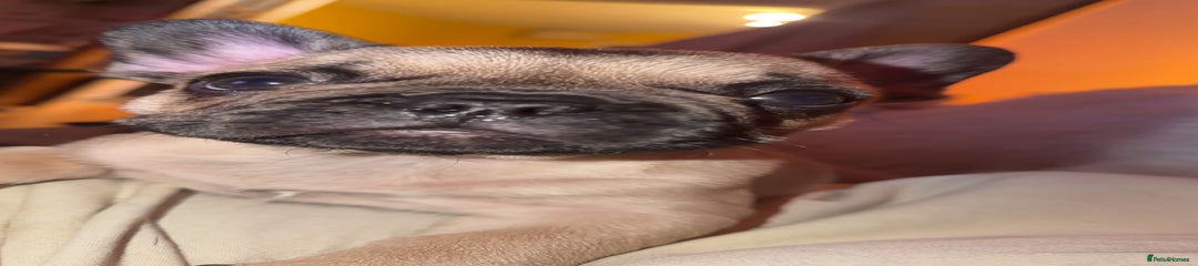 French Bulldog Puppy 3