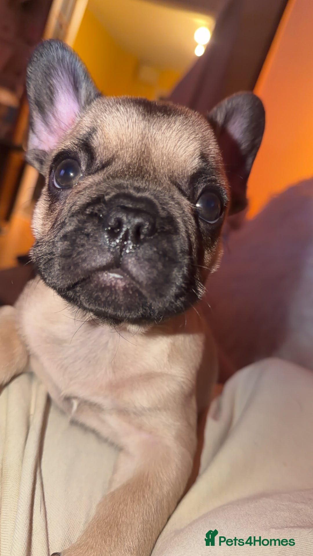 French Bulldog dogs for sale: French bulldog puppy’s  - Image 9