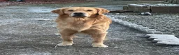 Golden Retriever dogs for sale: KC Registered Golden Retriever Puppies  - Advert 15