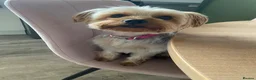 Mixed Breed dogs for sale: Adorable Chorkiepoo puppies  - Advert 3