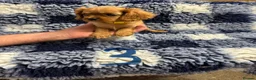 Cavalier King Charles Spaniel dogs for sale: Cavalier King Charles puppies  - Advert 5