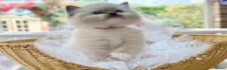 Ragdoll cats for sale: READY TO GO 1 left  (£900) available(TIMEWASTERS)  - Advert 17