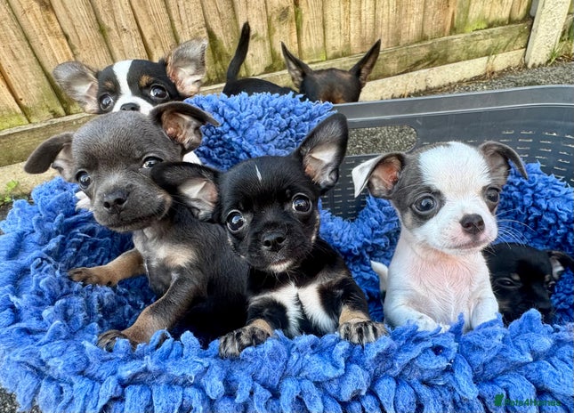 Chihuahua dogs - Advert 9