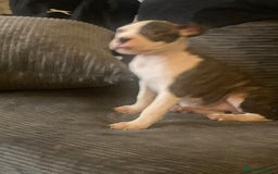 American Bulldog dogs for sale: american bulldog puppies - Image 1