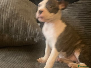 American Bulldog dogs - Advert 13