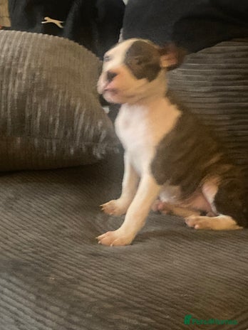 American Bulldog dogs - Advert 1